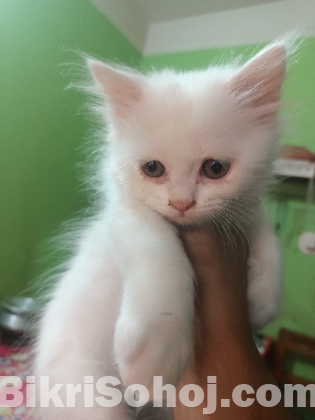 Persian dubble cot doll face cat